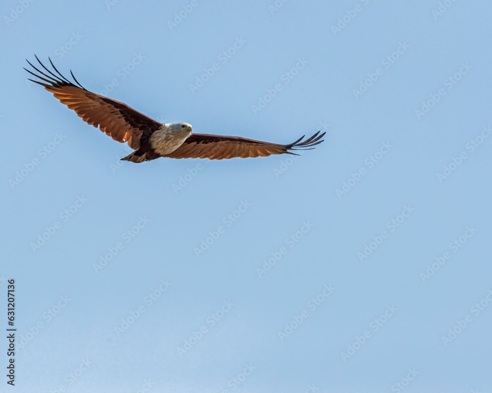Brahminy kite (Haliastur indus) flying in a blue sky