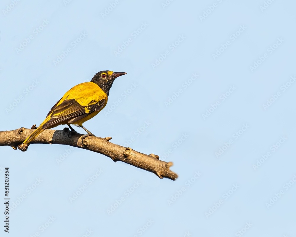 Fototapeta premium Vibrant yellow bird perched on a tree branch against a blue sky