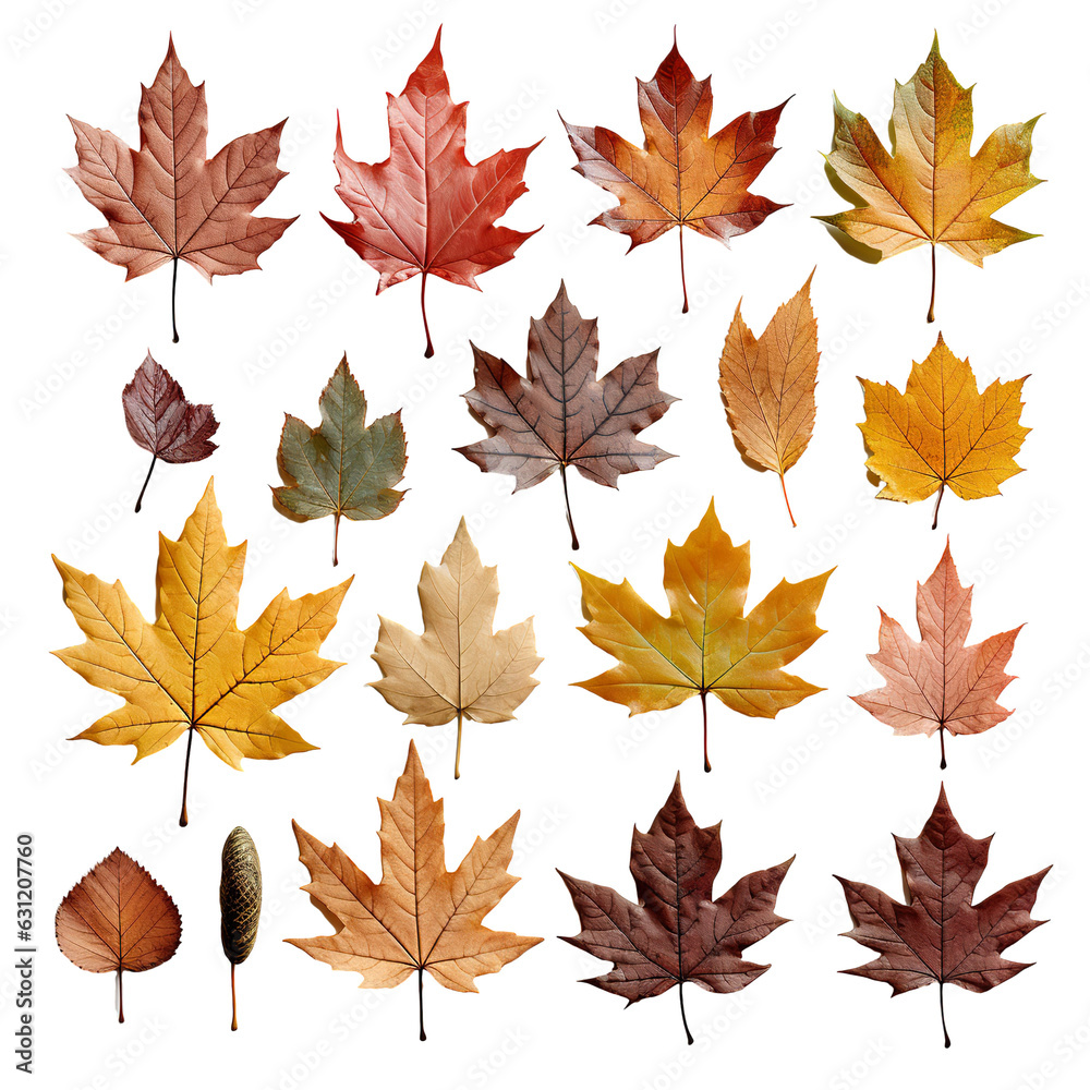 a collection of a variety size of maple leaves isolated in white background PNG a collection of a variety size of maple leaves isolated in white background PNG