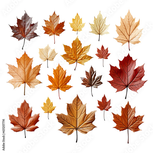 a collection of a variety size of maple leaves isolated in white background PNG