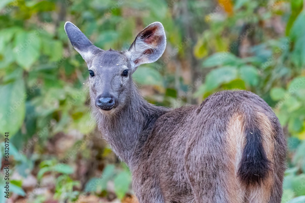 Small brown deer standing in front of a background of lush green foliage Small brown deer standing in front of a background of lush green foliage