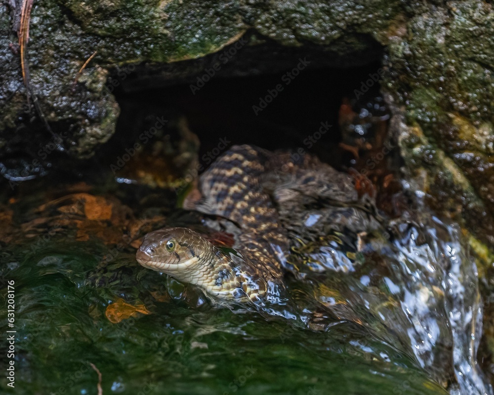 Snake swimming in water
