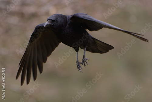Carrion Crow (Corvus corone) in flight