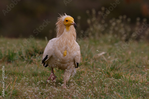 Fotografie Egyptian vulture (Neophron percnopterus) on the grass