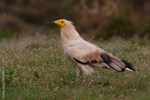 Fotografie Egyptian vulture (Neophron percnopterus) on the grass