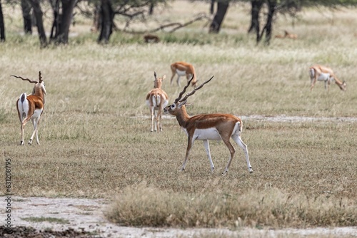 Blackbucks in their natural habitat