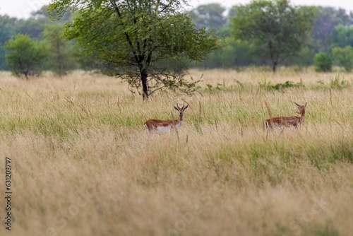 Blackbucks in their natural habitat