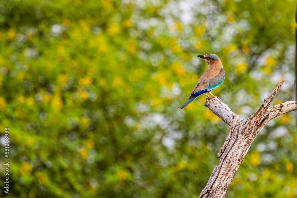 Closeup of an Indian roller perched on a tree in a lush green with a blurry background Closeup of an Indian roller perched on a tree in a lush green with a blurry background