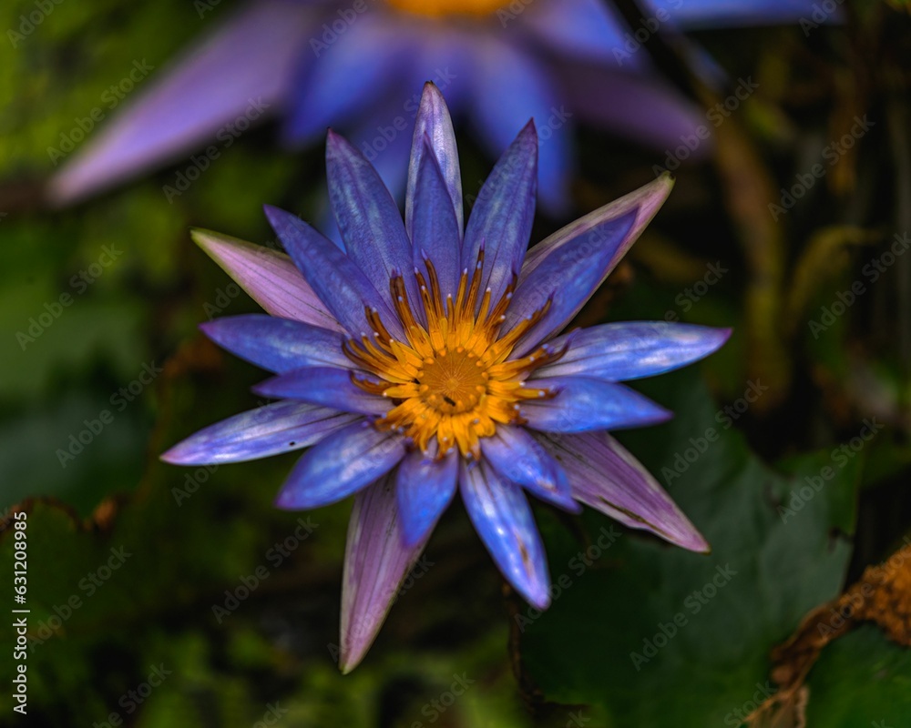 Closeup shot of a blooming vibrant purple lotus flower in a garden Closeup shot of a blooming vibrant purple lotus flower in a garden