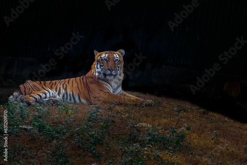 Orange and black striped Bengal tiger reclining on a dry  grassy landscape