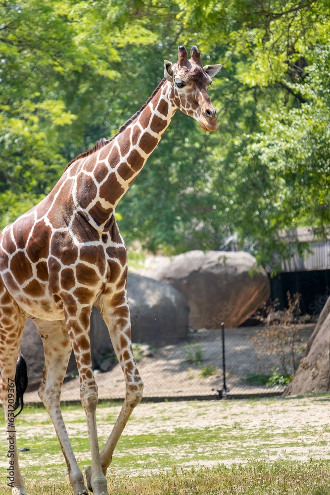 Selective focus shot of a giraffe surrounded by lush trees in a zoo habitat Selective focus shot of a giraffe surrounded by lush trees in a zoo habitat