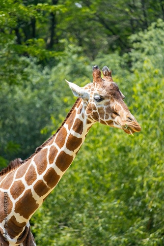 Photography Selective focus shot of a giraffe surrounded by lush trees in a zoo habitat