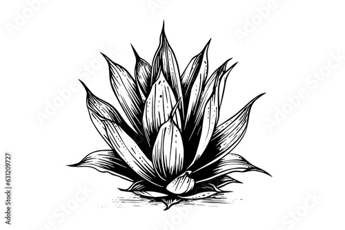 Blue agave ink sketch. Tequila ingredient vector drawing. Engraving illustration of mexican plant.