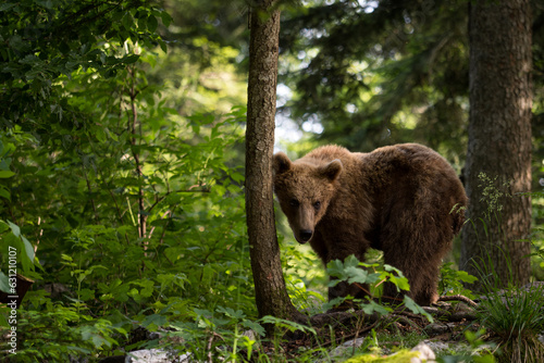 Brown Bear - Ursus arctos large popular mammal from European forests and mountains  Slovenia  Europe.