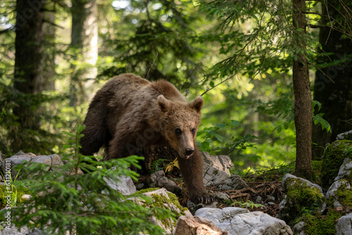 Brown Bear - Ursus arctos large popular mammal from European forests and mountains, Slovenia, Europe. © David