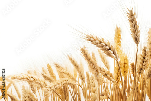 Wheat field isolated on white background.