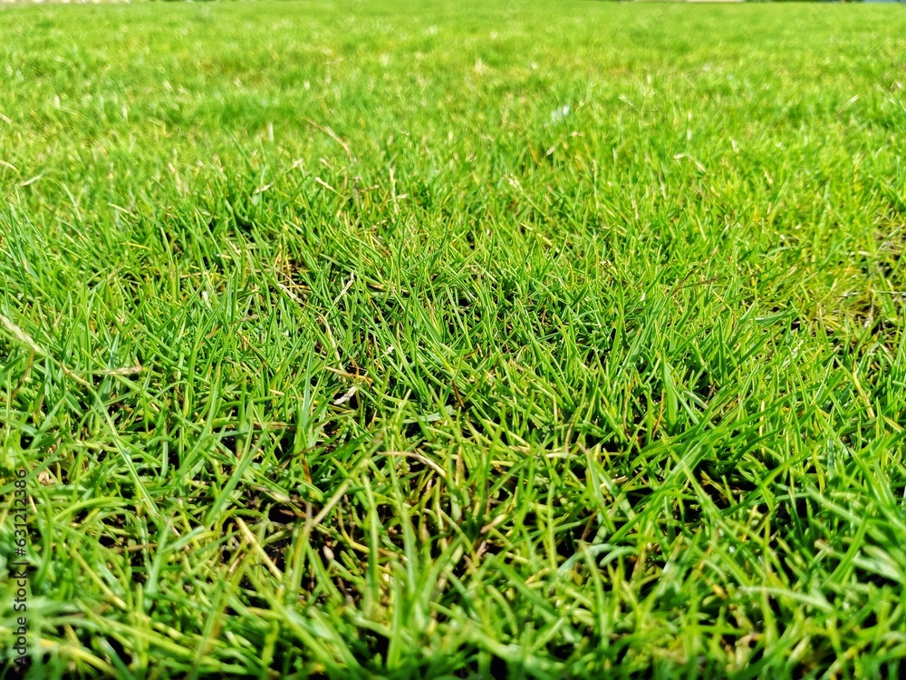 Fototapeta premium Green grasses fields 