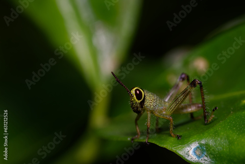 Close up of a grasshopper