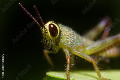 Close up of a grasshopper © JR