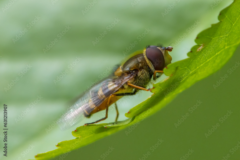 Naklejka premium one hover fly sits on a green leaf
