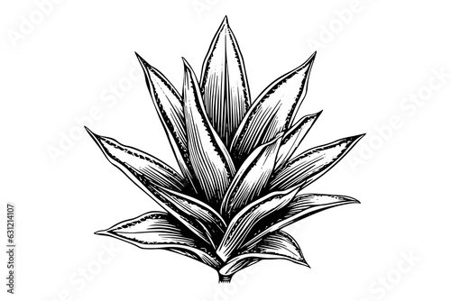 Blue agave ink sketch. Tequila ingredient vector drawing. Engraving illustration of mexican plant.