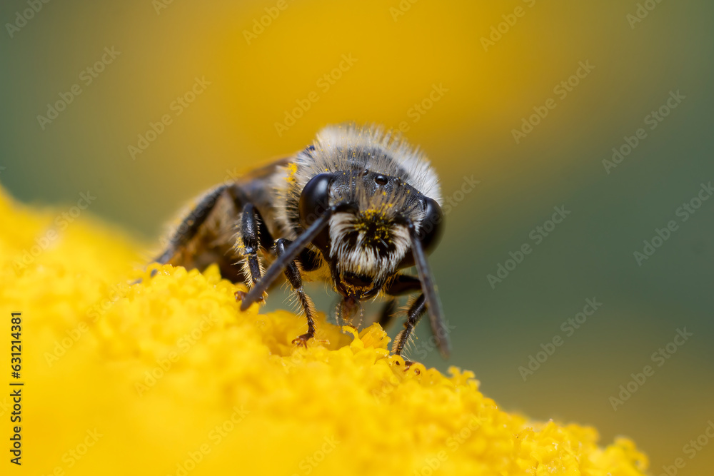 one bee sits on a flower and collects pollen and nectar one bee sits on a flower and collects pollen and nectar