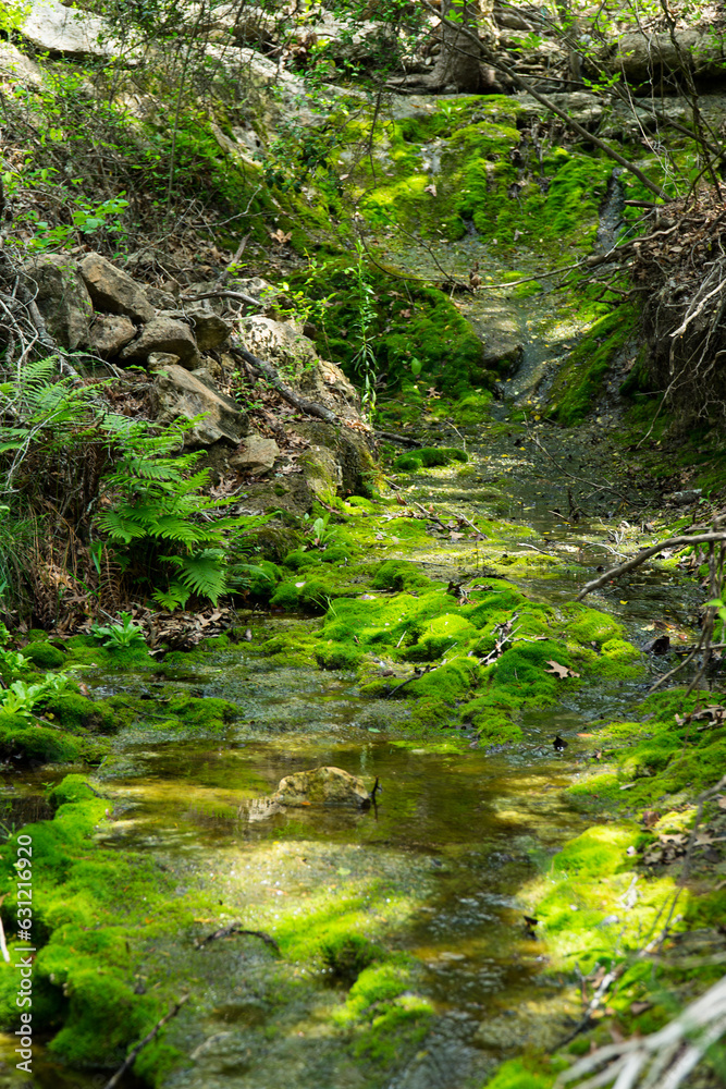 Obraz premium waterfall, creek, mossy brook in the forest