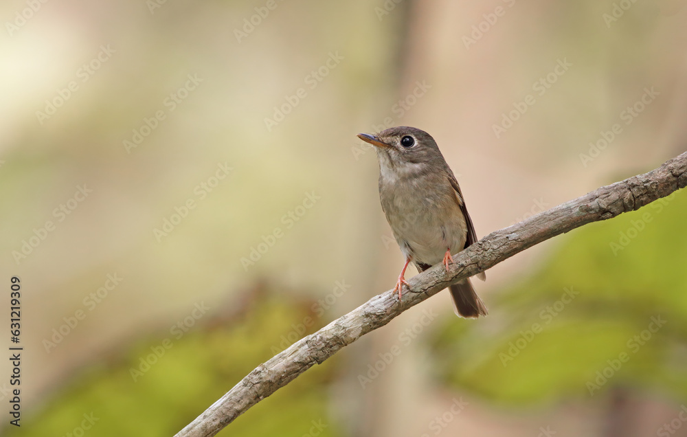 Brown-breasted flycatcher or Layard's flycatcher is a small passerine bird in the flycatcher family Muscicapidae.this photo was taken from Bangladesh. Brown-breasted flycatcher or Layard's flycatcher is a small passerine bird in the flycatcher family Muscicapidae.this photo was taken from Bangladesh.