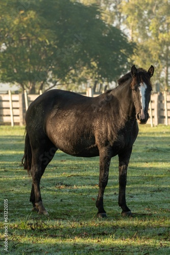 there is a black horse in the field near a fence © Martin Silva Cosentino/Wirestock Creators