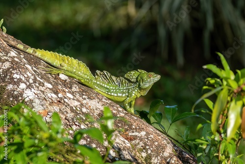 Iguana atop a tree trunk surrounded by lush vegetation