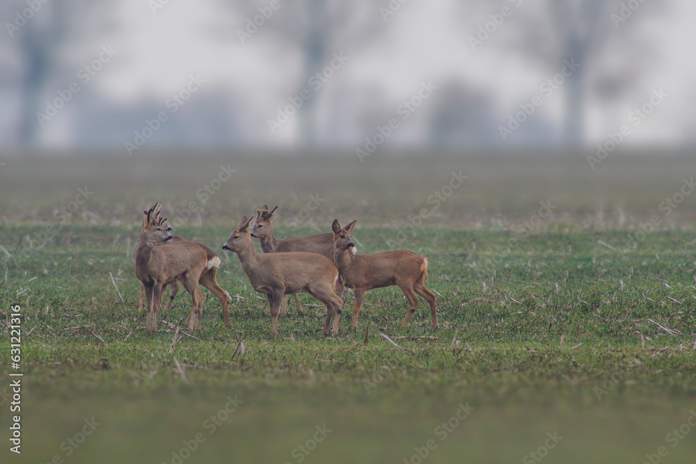 one Roe deer herd (Capreolus capreolus) stands on a harvested field one Roe deer herd (Capreolus capreolus) stands on a harvested field