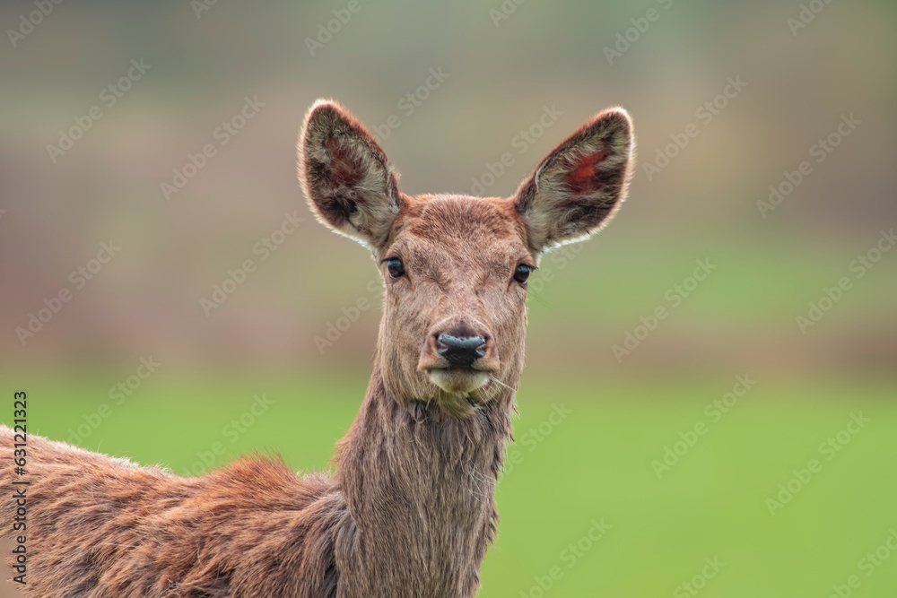 one Portrait of a red deer doe (Cervus elaphus) in a meadow one Portrait of a red deer doe (Cervus elaphus) in a meadow