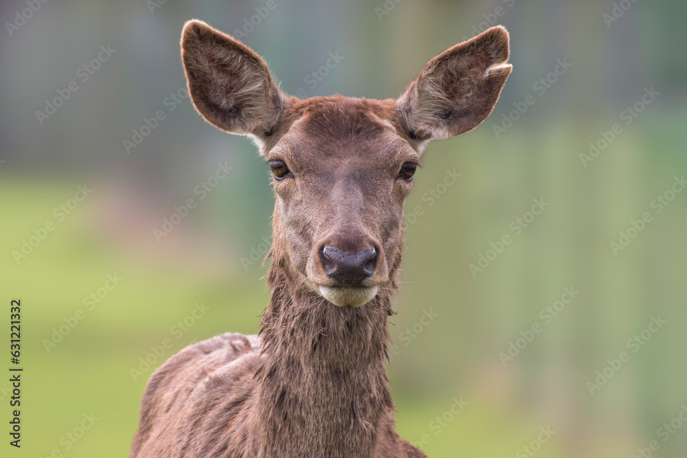 one Portrait of a red deer doe (Cervus elaphus) in a meadow