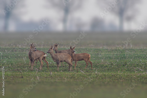 one Roe deer herd (Capreolus capreolus) stands on a harvested field