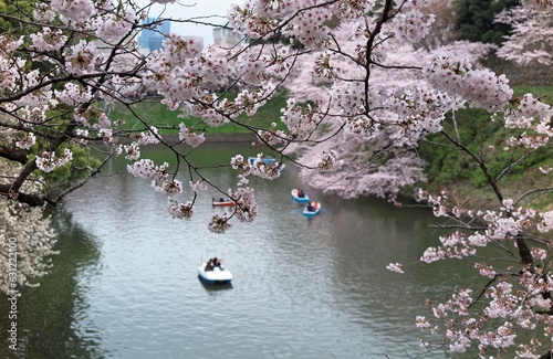 Tourists rowing boats merrily on a lake & enjoying beautiful scenery under amazing sakura trees in Chidorigafuchi Park, Tokyo ~ Sakura hanami ( viewing cherry blossoms ) is a popular activity in Japan