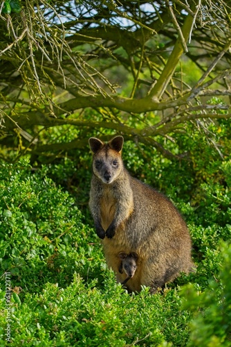 Brown wallaby standing amongst lush green foliage in its natural outdoor habitat