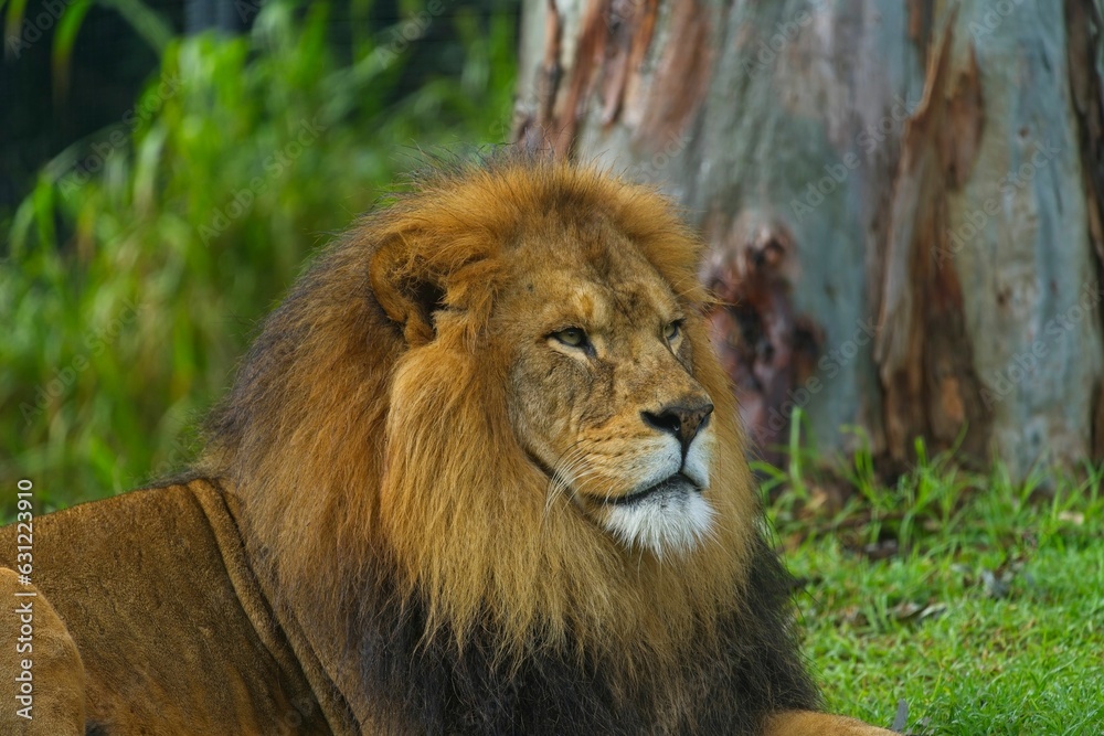 Juvenile African lion lies in the grass resting in the zoo