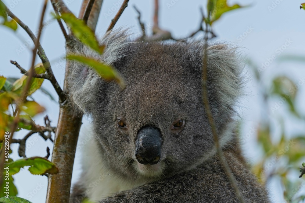 Obraz premium A close-up image of a koala bear perched on a tree branch in a lush bushland setting