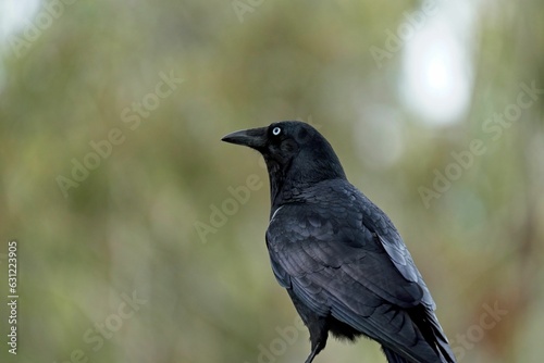 Closeup of a crow looking aside on blurred background