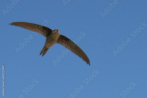 A Asian Palm Swift mid flight