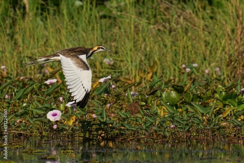 View of Pheasant-Tailed Jacana flying over lake