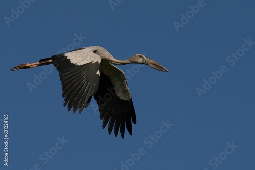 African Open-Billed Stork flying in sky