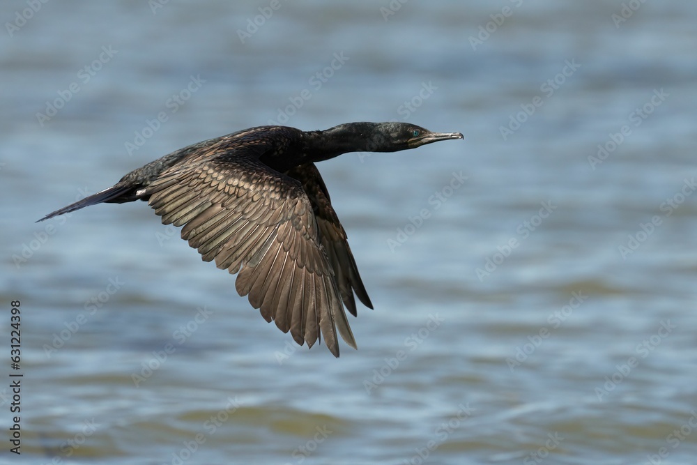Obraz premium Cormorant flying over lake