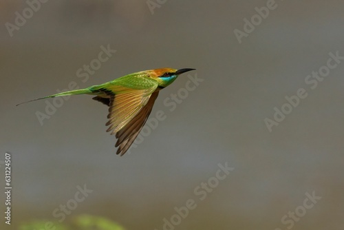 Closeup shot of the Green Bee Eater in flight with a blurred background
