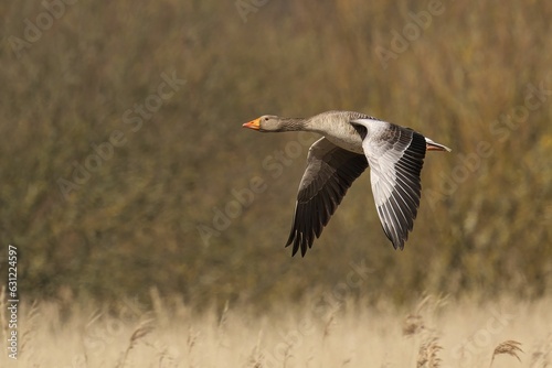 Greylag Goose soaring above a lush green meadow on a sunny day