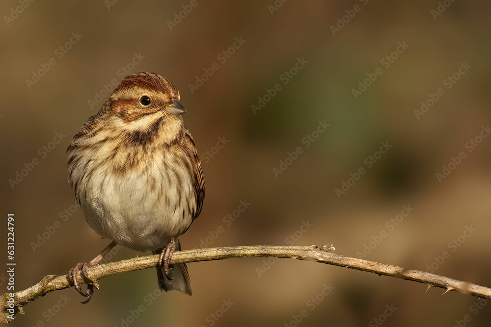 Fototapeta premium Closeup of a common reed bunting bird perched on a tree branch with a blurry background