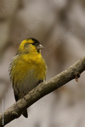 Yellow Siskin perched on the branch of a tall tree, looking outward with its head cocked