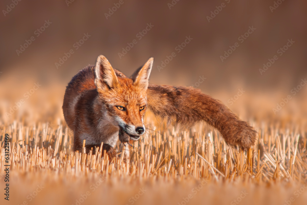 one red fox (Vulpes vulpes) stands on a harvested stubble field with a mouse in its snout and looks for prey