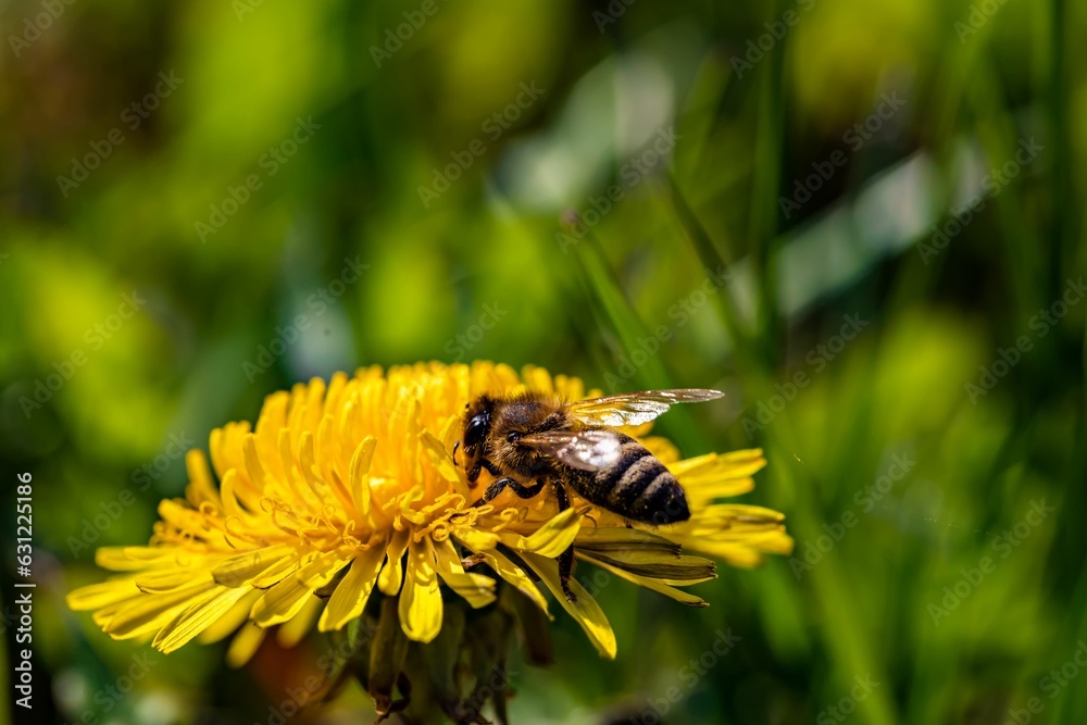 Macro shot of a honeybee perched on a flower with its wings open and ready for flight Macro shot of a honeybee perched on a flower with its wings open and ready for flight
