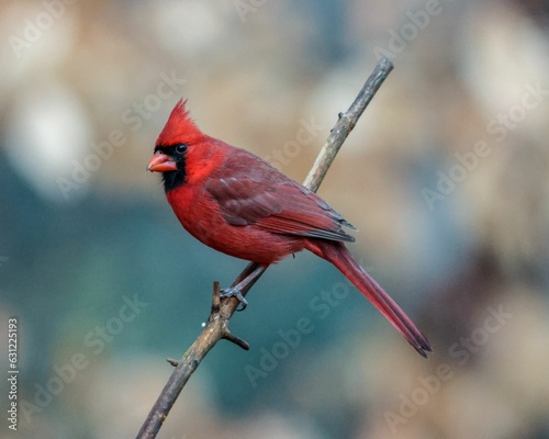 Canvas-taulu Closeup of a red Northern Cardinal perched on a tree branch